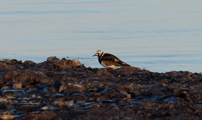 Roskarl - Ruddy Turnstone (Arenaria interpres)