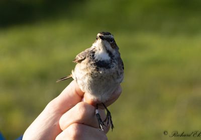 Blåhake - Bluethroat (Luscinia svecica)