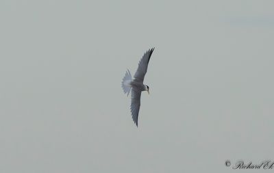 Småtärna - Little Tern (Sterna albifrons)