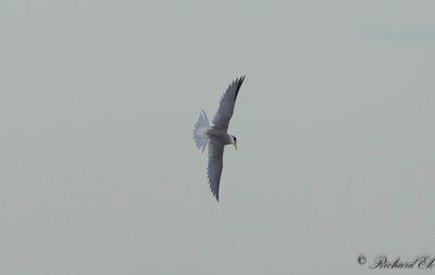 Smtrna - Little Tern (Sterna albifrons)