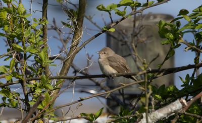 Trädgårdssångare - Garden Warbler (Sylvia borin)