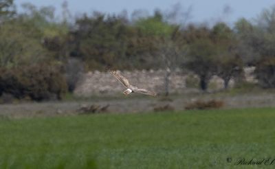 Ängshök - Montagu's Harrier (Circus pygargus)