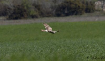 Ängshök - Montagu's Harrier (Circus pygargus)
