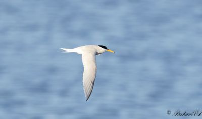 Smtrna - Little Tern (Sterna albifrons)