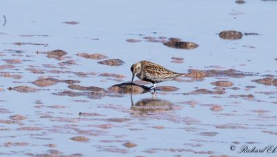 Kärrsnäppa - Dunlin (Calidris alpina)