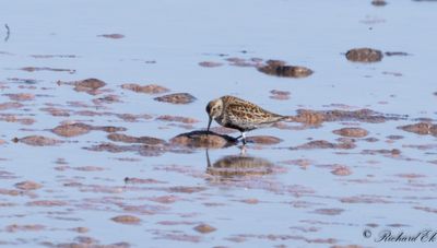 Krrsnppa - Dunlin (Calidris alpina)