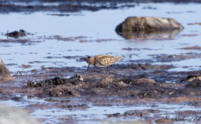 Småsnäppa - Little Stint (Calidris minuta)