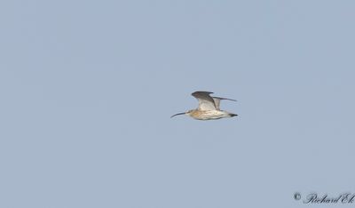 Storspov - Eurasian Curlew (Numenius arquata)