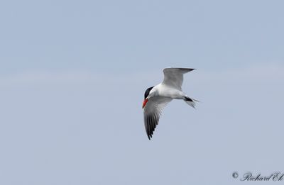 Skräntärna - Caspian Tern (Sterna caspia)