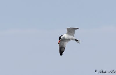 Skrntrna - Caspian Tern (Sterna caspia)