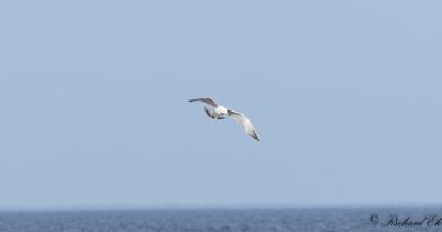 Kaspisk trut - Caspian Gull (Larus cachinnans)