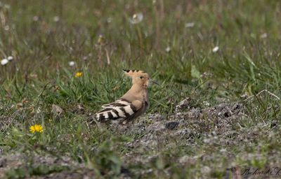 Härfågel - Eurasian hoopoe (Upupa epops)