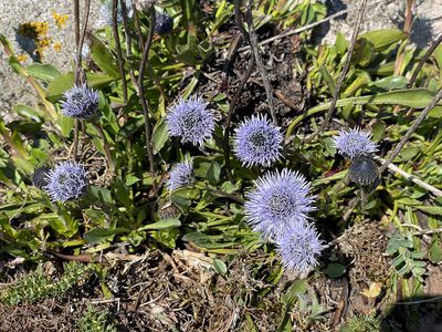 Blmunkar (Jasione montana)