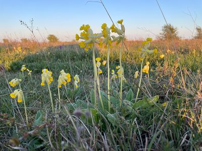 Gullviva (Primula veris)