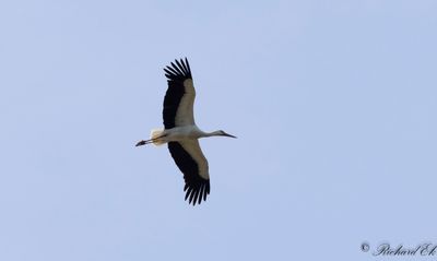 Vit stork - White stork (Ciconia ciconia)