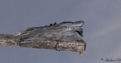 Ljusskyggt kapuschongfly (Cucullia lucifuga)