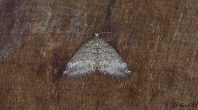 Glimfältmätare (Perizoma hydrata)