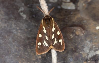 Gulflckig igelkottsspinnare - Brown Tiger Moth (Hyphoraia aulica)