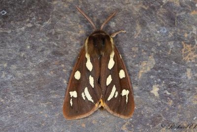 Gulflckig igelkottsspinnare - Brown Tiger Moth (Hyphoraia aulica)