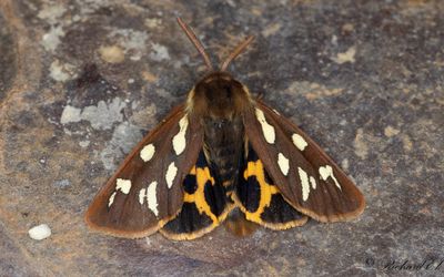 Gulflckig igelkottsspinnare - Brown Tiger Moth (Hyphoraia aulica)