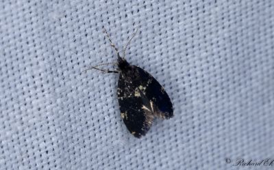 Algsckspinnare - White-speckled Bagworm (Narycia duplicella)