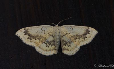 Lönngördelmätare - The Mocha (Cyclophora annularia)