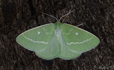 Geometridae ( Mtare )