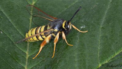 Sesiidae ( Glasvingar )
