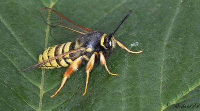 Blgetingsglasvinge - Lunar Hornet Moth (Sesia bembeciformis)