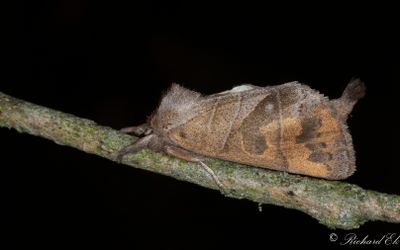 Brungrå högstjärt (Clostera anastomosis)