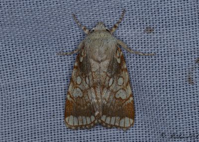 Kretsfly - Heart Moth (Dicycla oo)