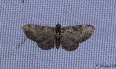 Vnderotsmalmtare - Valerian Pug (Eupithecia valerianata)