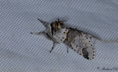 Gr gaffelsvans - Sallow Kitten (Furcula furcula)