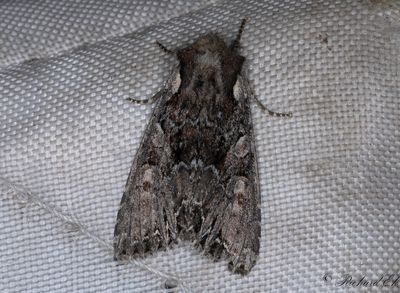 Brunt lundfly - Pale-shouldered Brocade (Lacanobia thalassina)