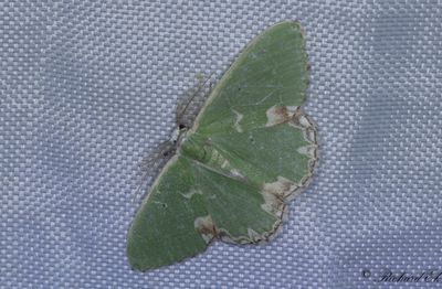 Flckig smaragdmtare - Blotched Emerald (Comibaena bajularia)