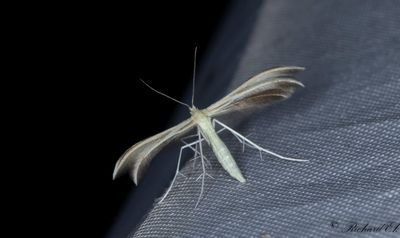 Kungsmyntefjdermott (Merrifieldia baliodactyla)