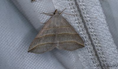 Mtarfly - Lesser Belle (Colobochyla salicalis)