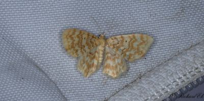 Ockragul lvmtare - Small Yellow Wave (Hydrelia flammeolaria)