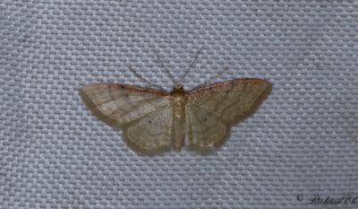 Rdbrmad lvmtare - Isle of Wight Wave (Idaea humiliata)