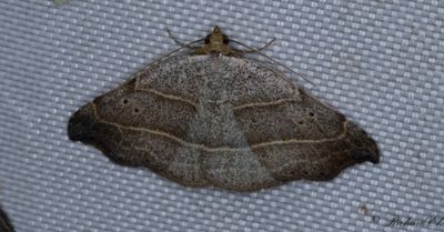 Sikelfly - Beautiful Hook-tip (Laspeyria flexula)