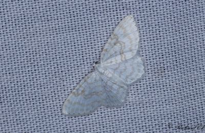 Snvit hasselmtare - Small White Wave (Asthena albulata)