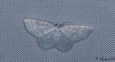 Snvit hasselmtare - Small White Wave (Asthena albulata)