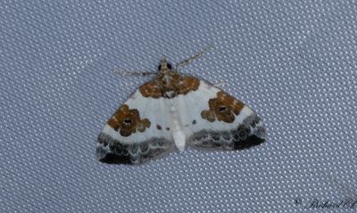 Tvfrgad fltmtare - Blue-bordered Carpet (Plemyria rubiginata)