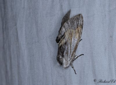Trollspinnare - Tawny Prominent (Harpyia milhauseri)