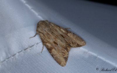Trbrunt ngsfly - Reddish Light Arches (Apamea sublustris)