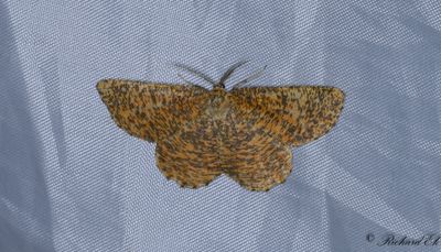 Plommonmtare - Orange Moth (Angerona prunaria) 