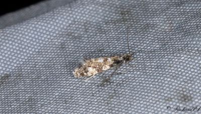 Mrk svampmal - White-speckled Clothes Moth (Nemapogon wolffiellus)