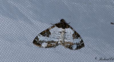 Klematisfltmtare - Pretty Chalk Carpet (Melanthia procellata)