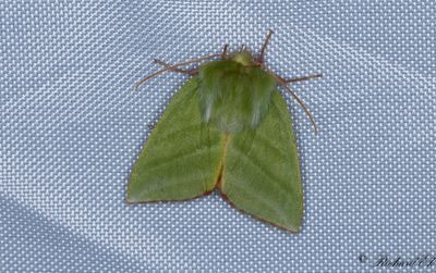 Mindre btspinnare - Green Silver-lines (Pseudoips prasinanus)