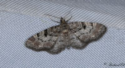 Strre grankottsmtare - Cloaked Pug (Eupithecia abietaria)